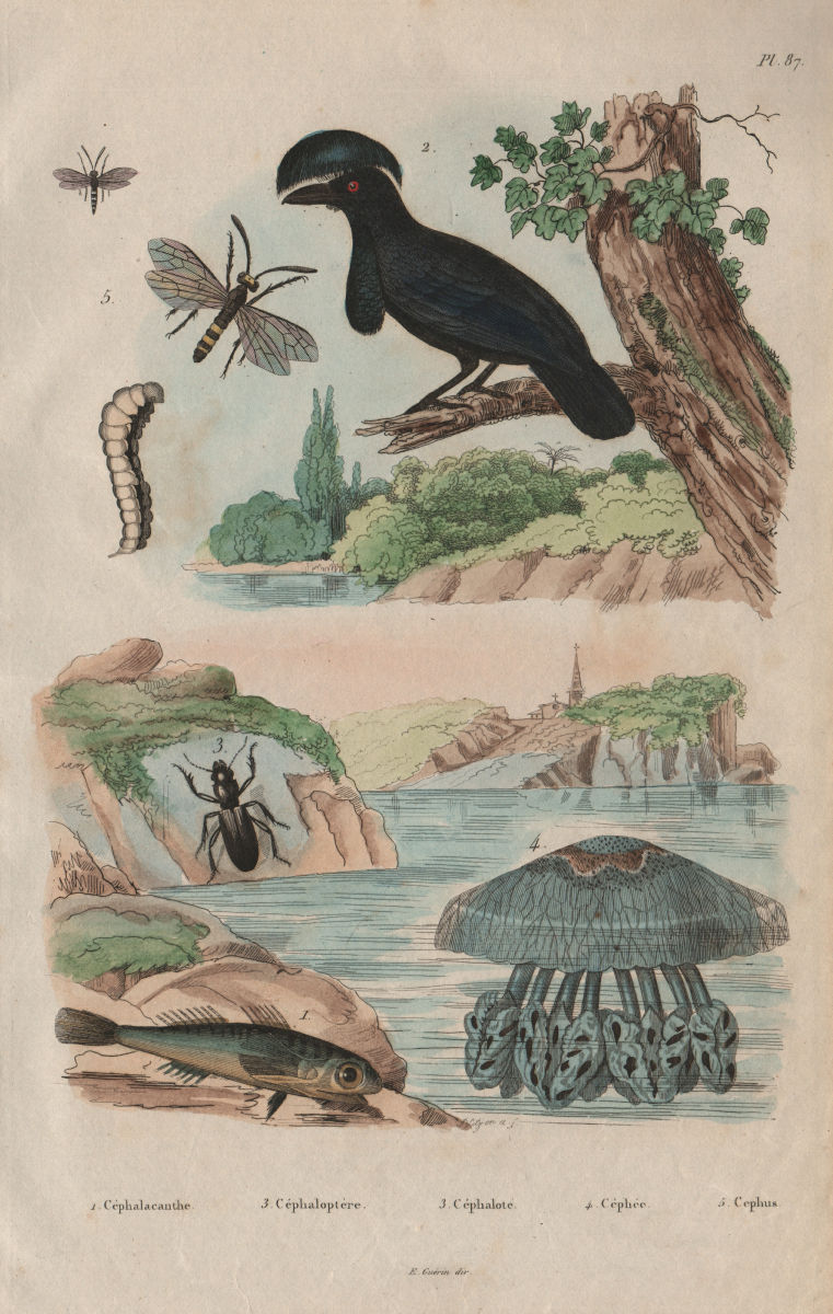 Gurnard. Umbrellabird. Broscus cephalotes. Cepheus jellyfish. Cephus 1833
